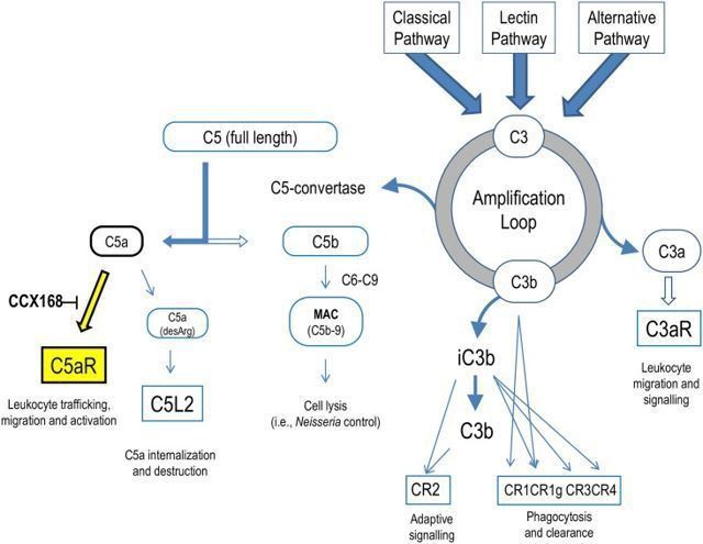 avacopan（CCX168）