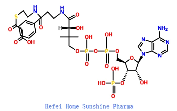 S-(hydrogen Malonyl) coenzyme yon CAS 524-14-1